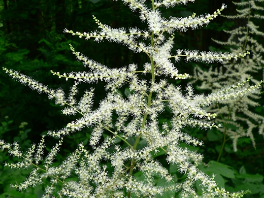 {Astilbe biternata}